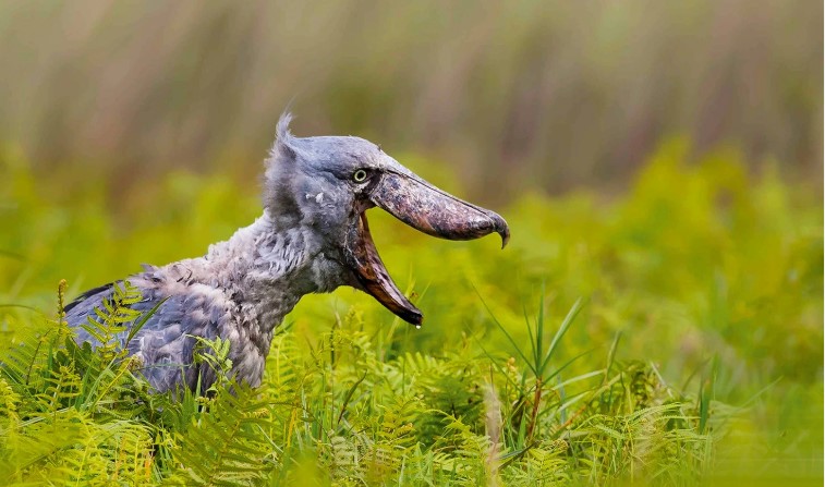 Plantes et Animaux les Plus Étranges