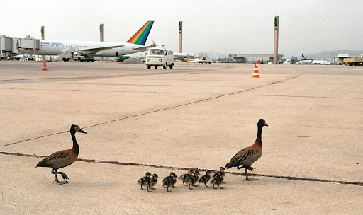 국제 공항