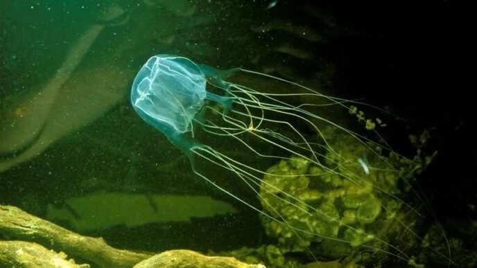 M duse bo te La Cr ature Marine La Plus Mortelle De L oc an m-duse-bo-te-la-cr-ature-marine-la-plus-mortelle-de-l-oc-an